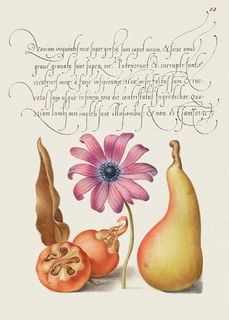 3AA5652-Bocskay-Hoefnagel-From-the-Model-Book-of-Calligraphy,-VIII