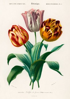 3AA5653-Charles-Dessalines-D'Orbigny-Didier's-Tulip