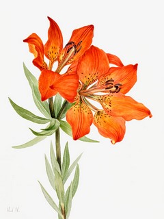 3AA5655-Mary-Vaux-Walcott-Red-Lily,-1923