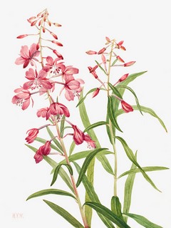 3AA5656-Mary-Vaux-Walcott-Fireweed,-1902