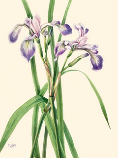 3AA5660-Mary-Vaux-Walcott-Blueflag-Iris,-1919