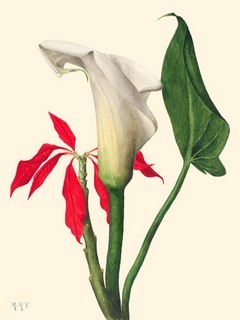Image 3AA5661 Mary Vaux Walcott Calla Lily, 1877