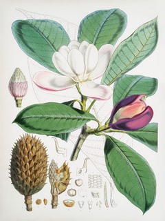 Image 3AA5666 Walter Hood Fitch Magnolia Hodgsonii, 1855