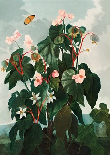 3AA5673-Robert-John-Thornton-Begonia-from-The-Temple-of-Flora