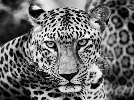 3AP2046-Young-Leopard-ANIMAUX-PAYSAGE-Dimitri-Ersler