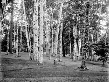 3AP2051-Among-the-birches-PAYSAGE--Anonymous-