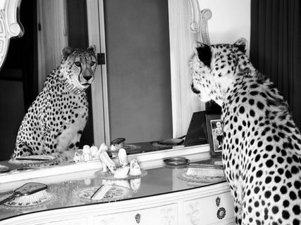 3AP2748-Cheetah-looking-in-mirror-VINTAGE-ANIMAUX-Emma-Rian