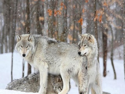 3AP3675-Grey-wolves-huddle-together-during-a-snowstorm-Quebec-ANIMAUX-PAYSAGE-Anonymous-