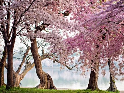 3AP3676-Cherry-trees-bloom-Washington-USA-PAYSAGE--Anonymous-