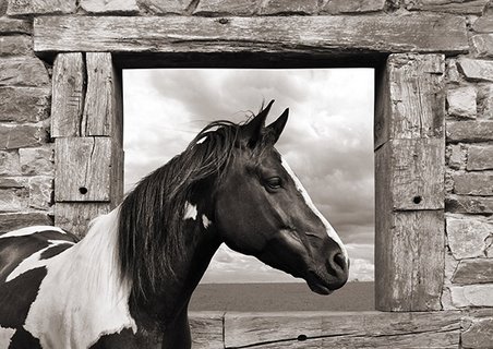 3AP4333-Painted-Horse-(BW)-ANIMAUX-PAYSAGE-Julian-Lauren