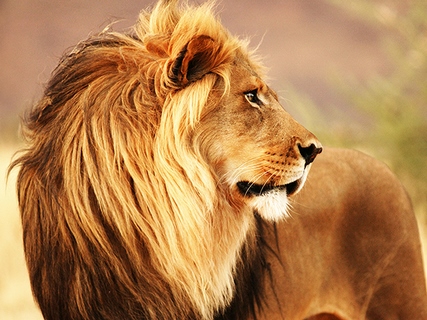 3AP4881-Anonymous-Male-lion,-Namibia