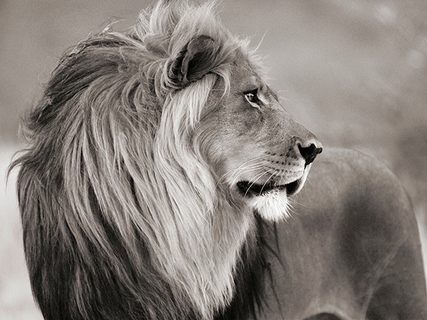 Image 3AP4882 Anonymous Male lion, Namibia (BW)