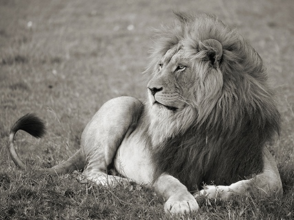 Image 3AP4885 Pangea Images Male lion, Serengeti National Park