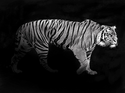 3AP4887-Julian-Lauren-Panthera-Tigris