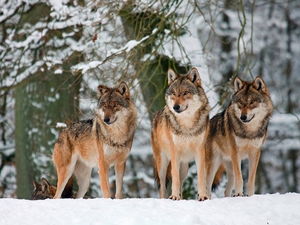 3AP4888-Anonymous-Wolves-in-the-snow,-Germany