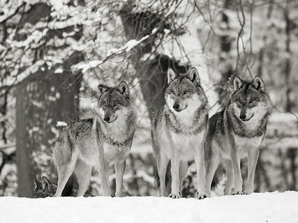 3AP4889-Anonymous-Wolves-in-the-snow,-Germany-(BW)