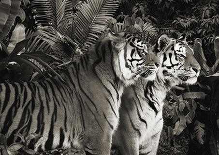 3AP5163-Pangea-Images-Two-Bengal-Tigers-(BW)