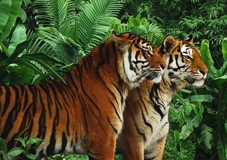 3AP5164-Pangea-Images-Two-Bengal-Tigers