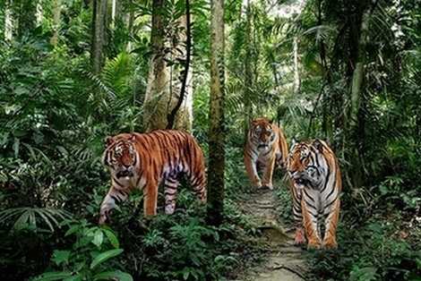 3AP5165-Pangea-Images-Bengal-Tigers