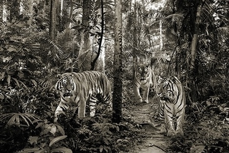 Image 3AP5166 Pangea Images Bengal Tigers (BW)