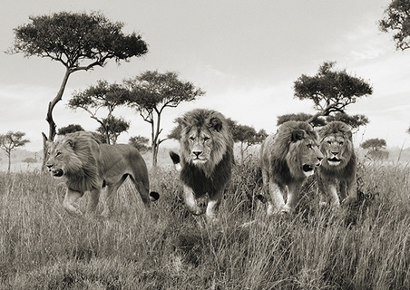 Image 3AP5167 Pangea Images Brothers, Masai Mara, Kenya