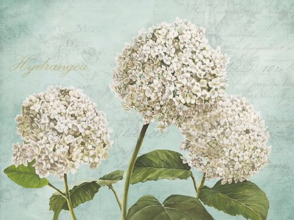 3DE4449-Hydrangeas-I-(Aqua)-FLEURS-DECORATIF-Remy-Dellal