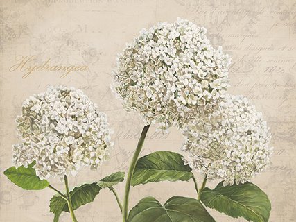 3DE4450-Hydrangeas-I-(Neutre)-FLEURS-DECORATIF-Remy-Dellal