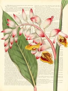 Image 3DE4591 Remy Dellal Vintage Botany II FLEURS 