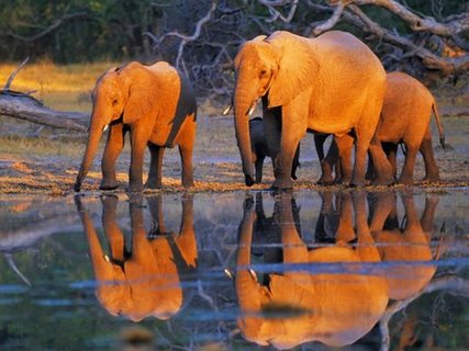 Image 3FK3119 African elephants Okavango Botswana ANIMAUX PAYSAGE Frank Krahmer