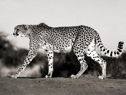 Image 3FK3120 Cheetah Namibia Africa ANIMAUX PAYSAGE Frank Krahmer