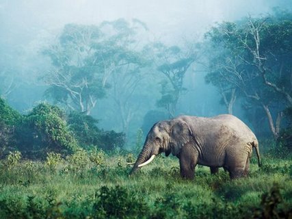 Image 3FK3126 African elephant Ngorongoro Crater Tanzania ANIMAUX PAYSAGE Frank Krahmer