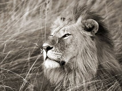 Image 3FK3127 African lion Masai Mara Kenya ANIMAUX PAYSAGE Frank Krahmer