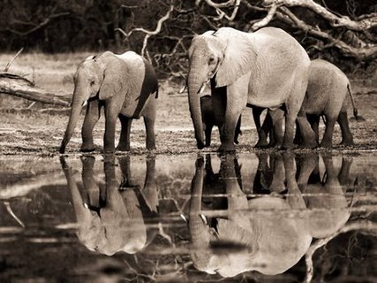 Image 3FK3129 African elephants Okavango Botswana ANIMAUX PAYSAGE Frank Krahmer