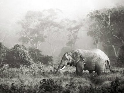 Image 3FK3130 African elephant Ngorongoro Crater Tanzania ANIMAUX PAYSAGE Frank Krahmer