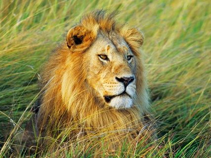 Image 3FK3131 African lion Masai Mara Kenya ANIMAUX PAYSAGE Frank Krahmer
