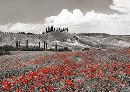 3FK5189-Frank-Krahmer-Farmhouse-with-Cypresses-and-Poppies,-Val-d`Orcia,-Tuscany-(BW)