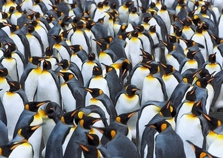 3FK5192-Frank-Krahmer-King-penguin-colony,-Antarctica
