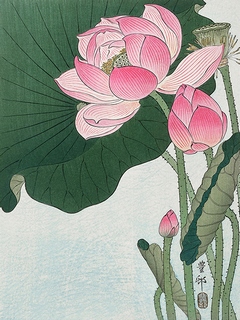 3JP5035-Ohara-Koson-Blooming-lotus-flowers