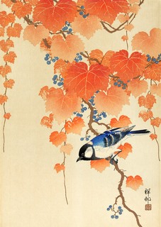 3JP5682-Ohara-Koson-Great-tit-on-paulownia-branch