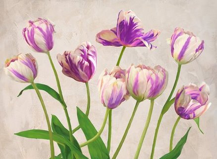 3JT2930-Tulipes-FLEURS--Jenny-Thomlinson