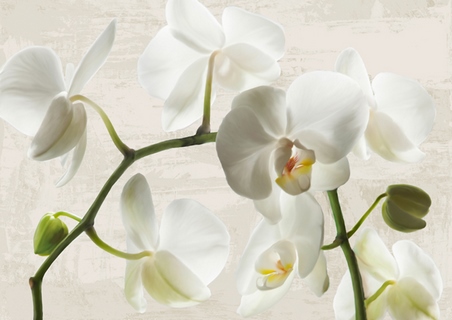 3JT4700-Jenny-Thomlinson-Ivory-Orchids-FLEURS-