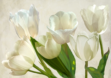 3LC5328-Luca-Villa-White-Tulips