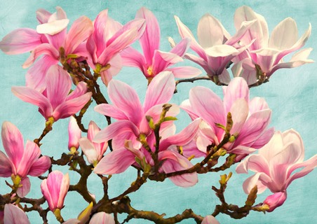 3LC5524-Luca-Villa-Magnolia-Branch-(turquoise)