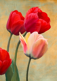 3LC5831-Luca-Villa-Ruby-Tulips