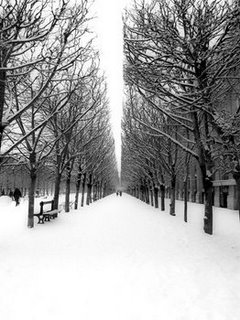 Image 3MS3287 The Tuileries Garden under the snow Paris URBAIN  Michel Setboun
