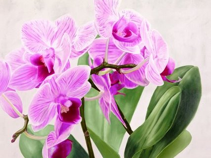 3SJ2399-Orchidee-selvagge-FLEURS--Sergio-Jannace