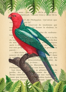 3SL5351-Stef-Lamanche-The-Australian-king-parrot,-After-Levaillant
