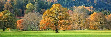Image 4AP350 Mixed trees in autumn colour Scotland PAYSAGE  Anonymous 