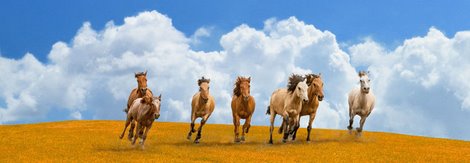 4AP4255-Herd-of-wild-horses-(detail)-ANIMAUX--Pangea-Images-