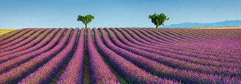 4FK3109-Lavender-field-Provence-France-PAYSAGE--Frank-Krahmer